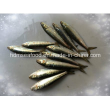 Poisson de haute qualité Petite taille de sardine congelée pour l&#39;appât (Sardinella aurita)